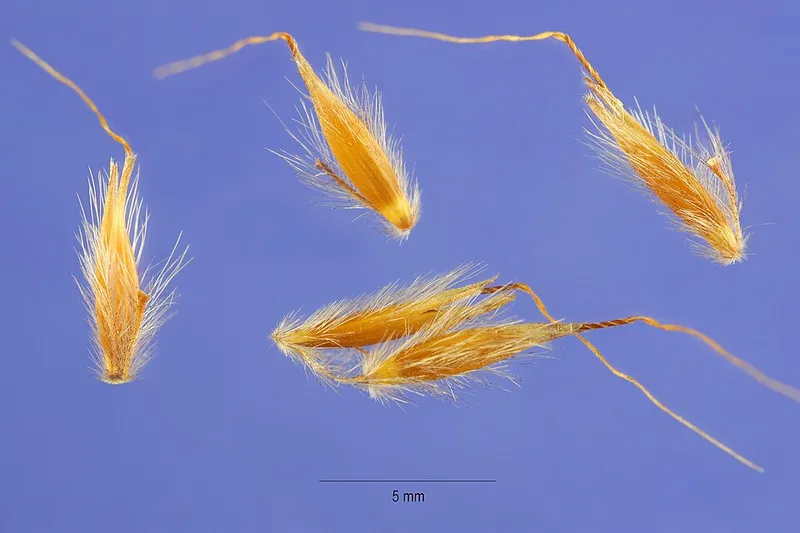 Indiangrass (Sorghastrum nutans) in Middle Tennessee