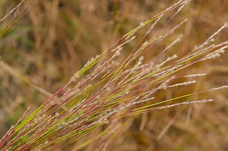 Little Blue Stem (Schizachyrium scoparium) in Middle Tennessee