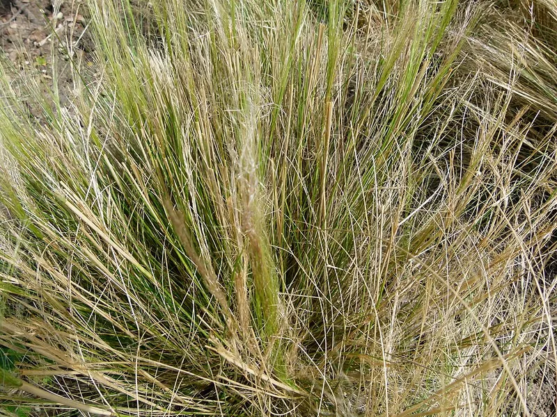 Mexican Feather Grass (Nassella tenuissima) in Middle Tennessee