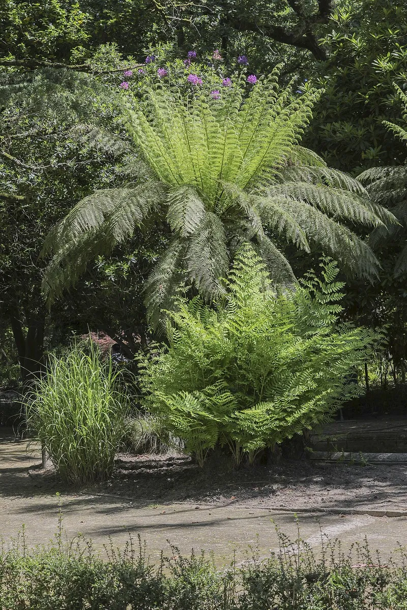 Miscanthus (Miscanthus sinensis) in Middle Tennessee