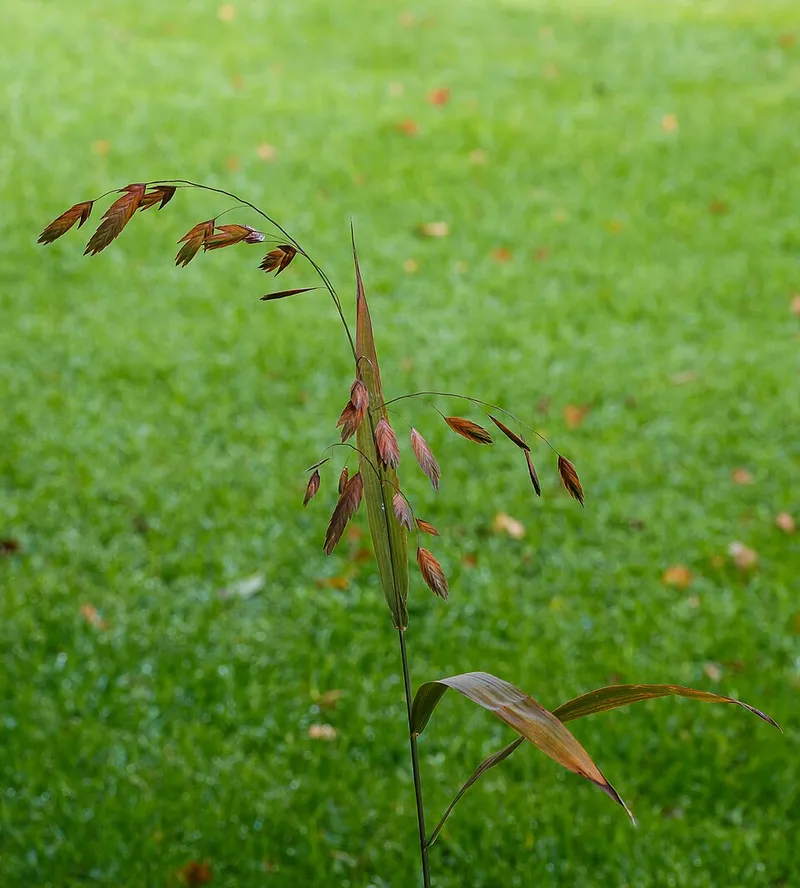 Northern Sea Oats (Chasmanthium latifolium) in Middle Tennessee