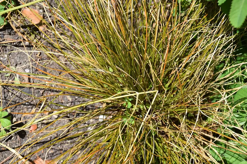Orange New Zealand Sedge (Carex testacea) in Middle Tennessee
