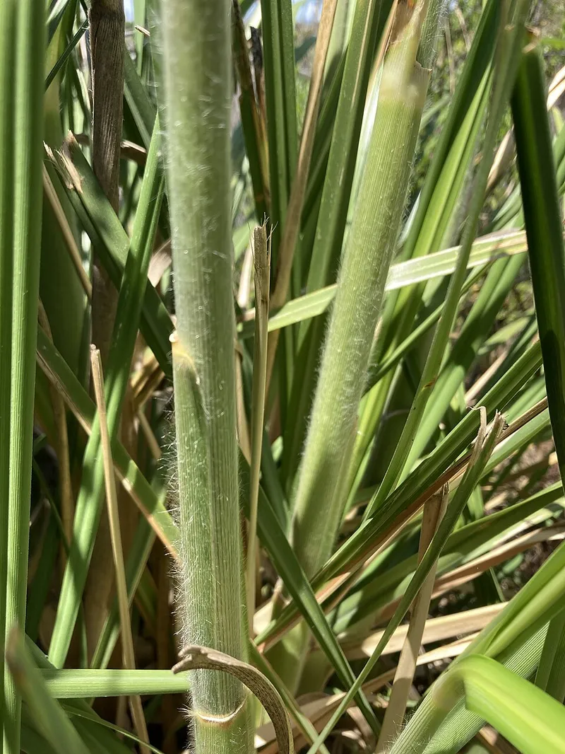 Pampas Grass (Cortaderia selloana) in Middle Tennessee