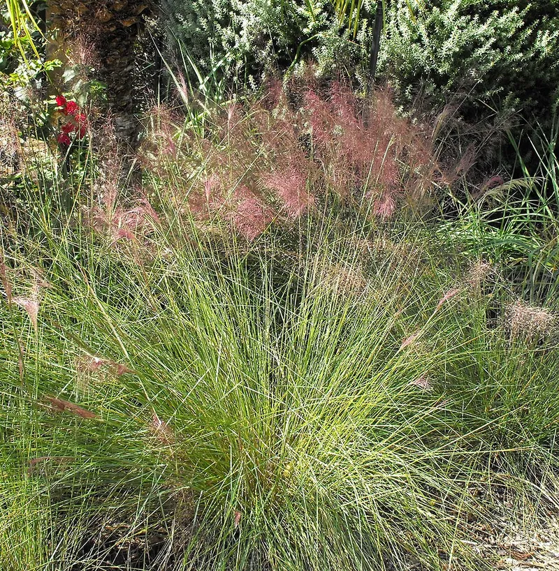 Pink Muhly Grass (Muhlenbergia capillaris) in Middle Tennessee