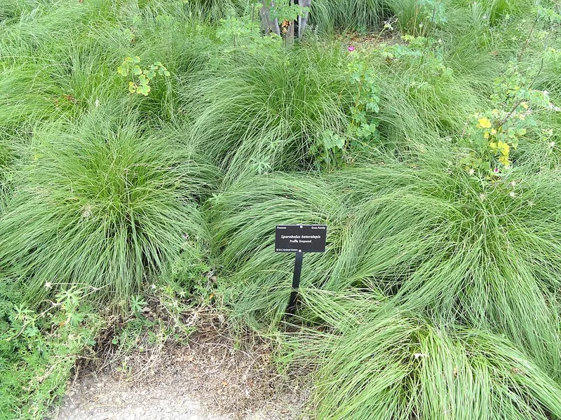 Prairie Dropseed (Sporobolus heterolepis) in Middle Tennessee