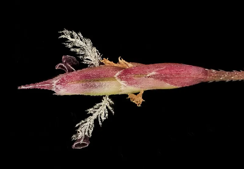Purple Love Grass (Eragrostis spectabilis) in Middle Tennessee