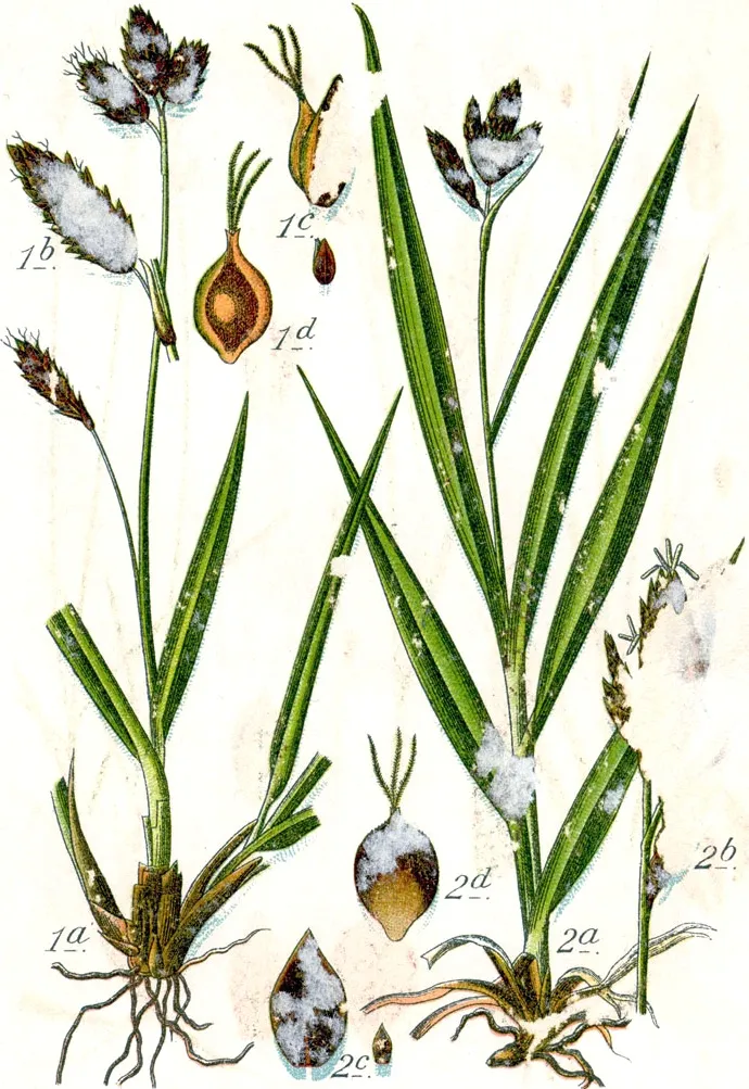 Sedge (Carex spp.) in Middle Tennessee