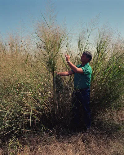 Switchgrass (Panicum virgatum) in Middle Tennessee