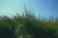 Big Blue Stem in Middle Tennessee