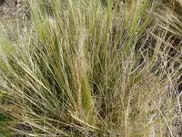 Mexican Feather Grass in Middle Tennessee
