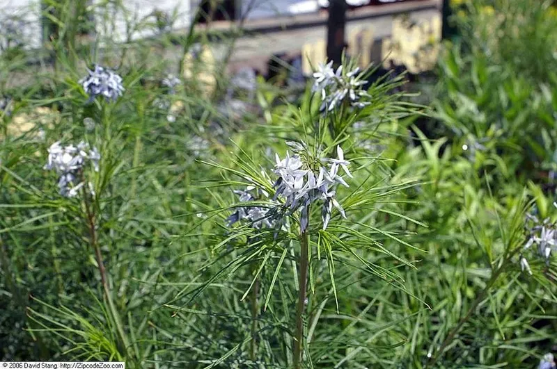 Arkansas Blue Star (Amsonia hubrichtii) in Middle Tennessee