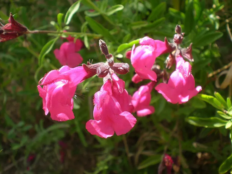 Autumn Sage (Salvia greggii) in Middle Tennessee