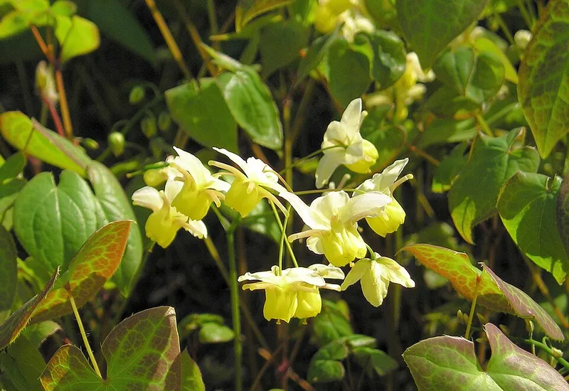 Barrenwort (Epimedium spp.) in Middle Tennessee