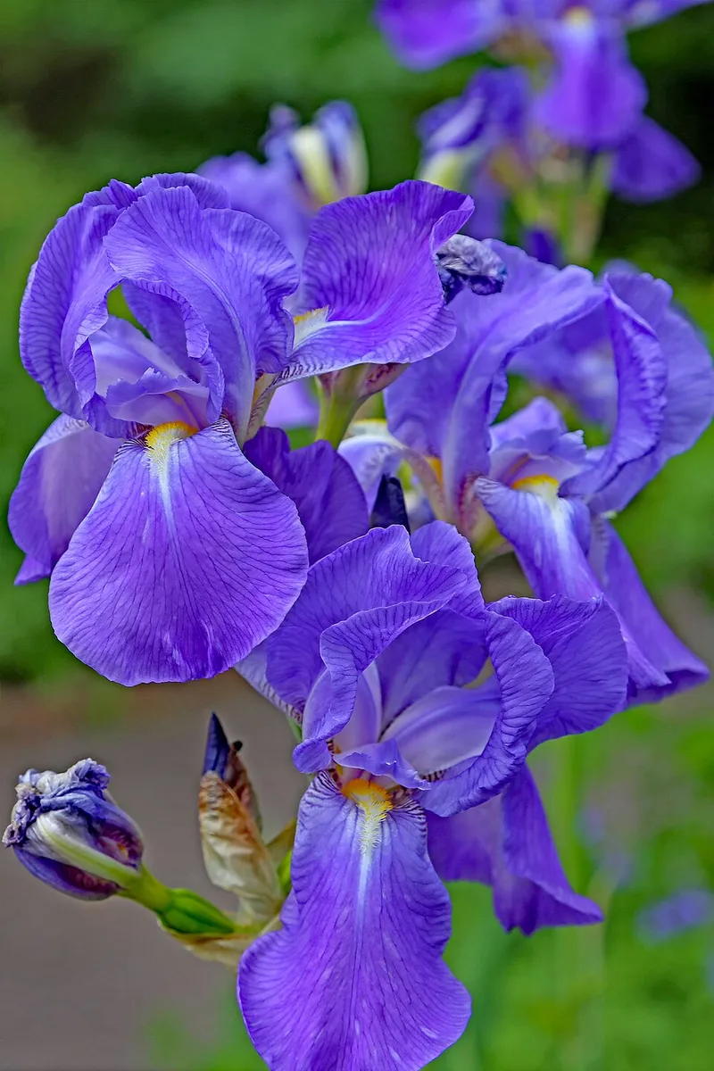 Bearded Iris (Iris germanica) in Middle Tennessee