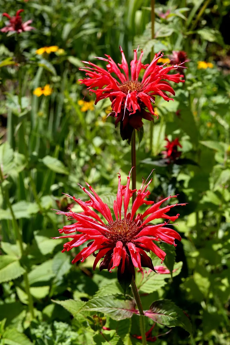 Bee Balm (Monarda didyma) in Middle Tennessee