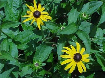 Black-Eyed Susan (Rudbeckia fulgida) in Middle Tennessee