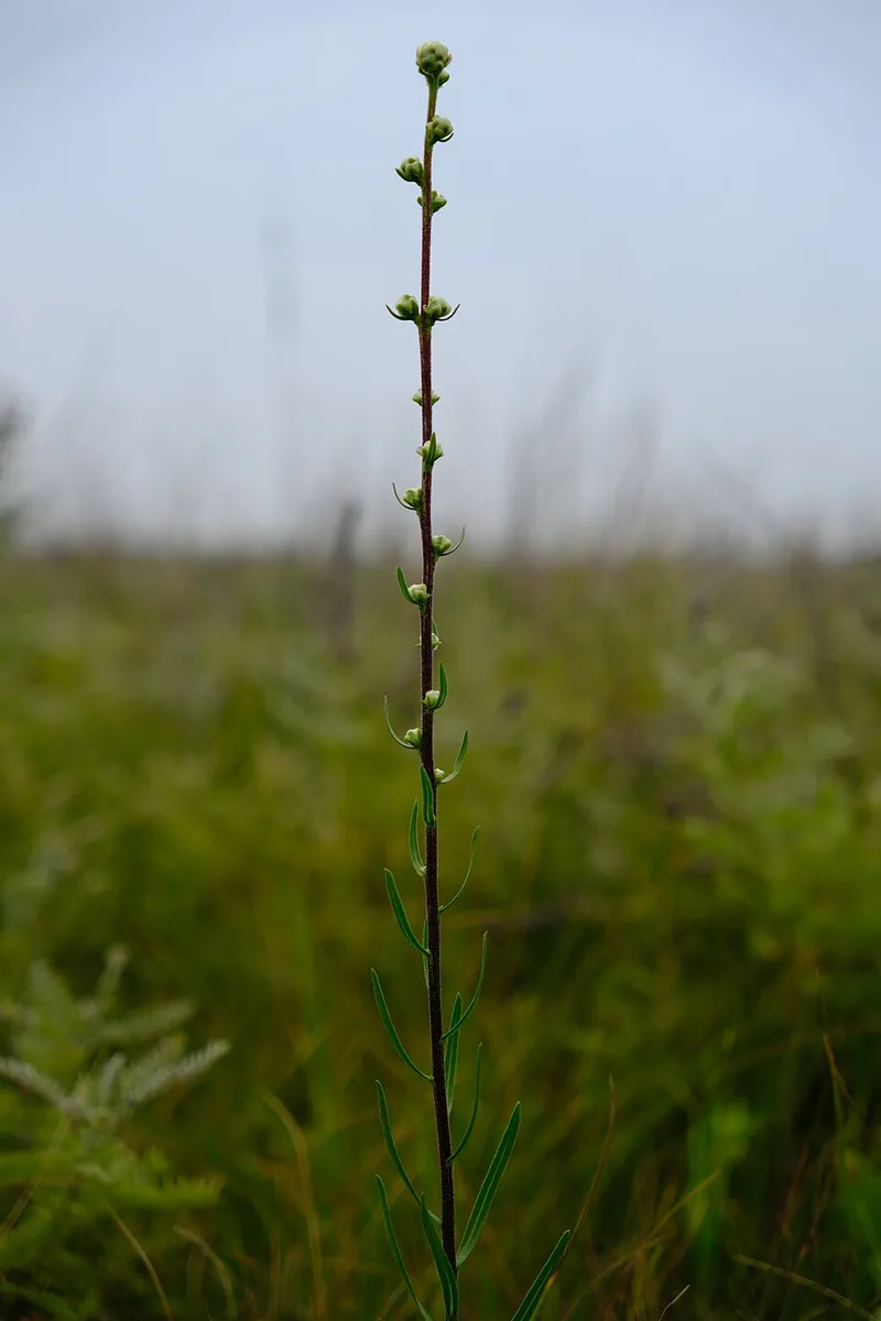 Blazing Star (Liatris spicata) in Middle Tennessee