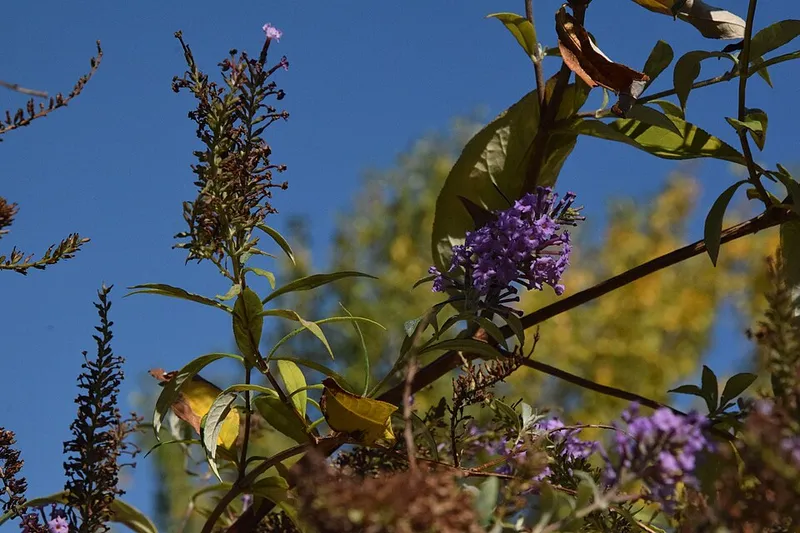 Butterfly Bush (Buddleia davidii) in Middle Tennessee