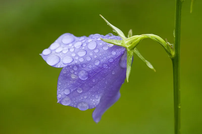 campanula (Campanula persicifolia) in Middle Tennessee