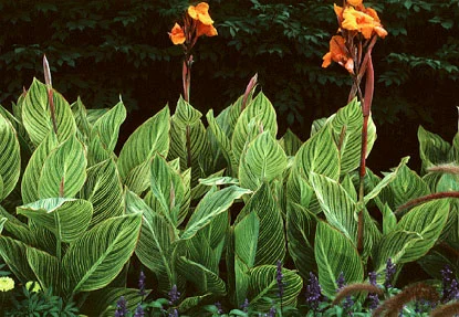 Canna Lily (Canna spp.) in Middle Tennessee