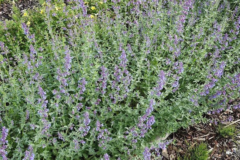 catmint (Nepeta x faassenii) in Middle Tennessee