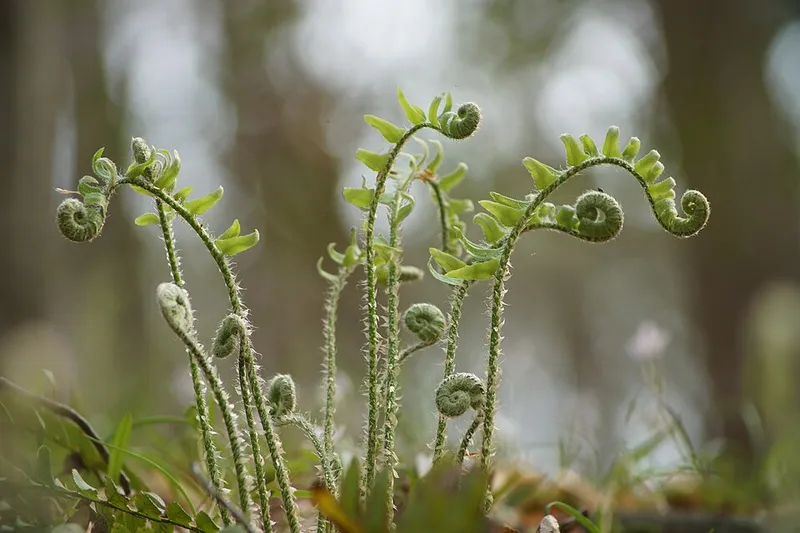 Christmas Fern (Polystichum acrostichoides) in Middle Tennessee