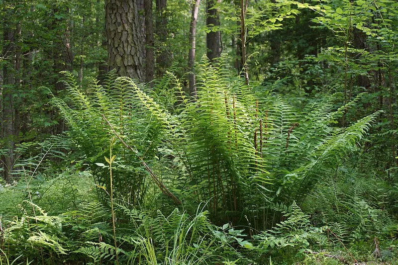 Cinnamon Fern (Osmunda cinnamomea) in Middle Tennessee