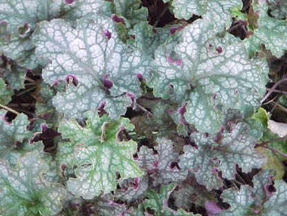 Coral Bells (Heuchera spp.) in Middle Tennessee