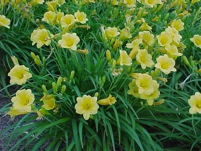 daylily (Hemerocallis spp.) in Middle Tennessee