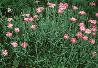 dianthus (Dianthus plumarius) in Middle Tennessee