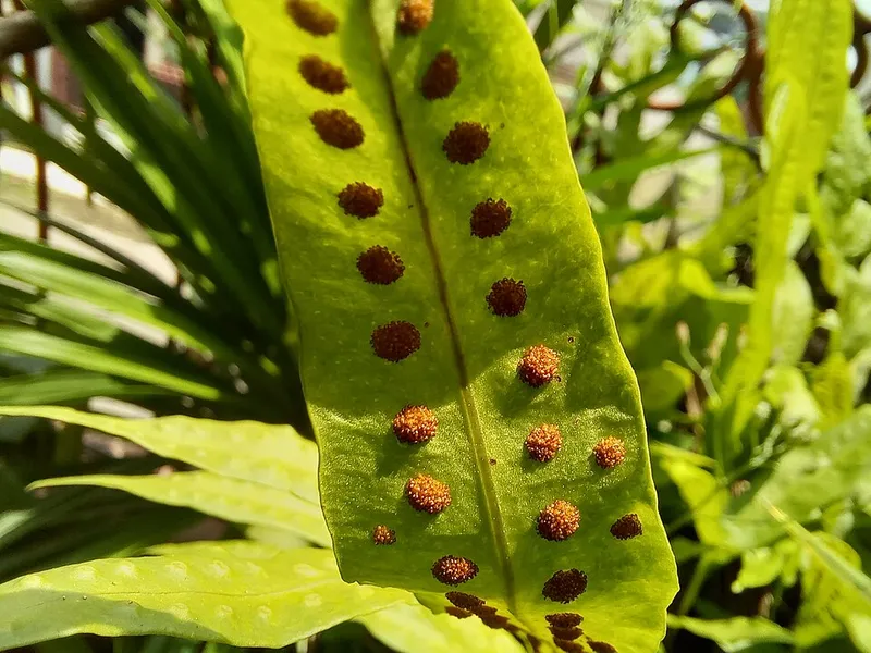 ferns (Polypodiopsida) in Middle Tennessee
