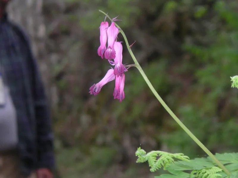 Fringed Bleeding Heart (Dicentra eximia) in Middle Tennessee