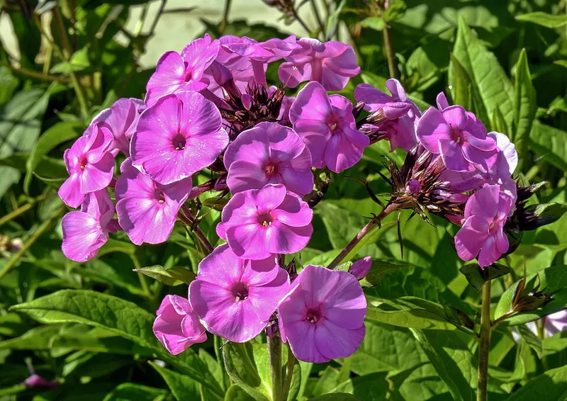 Garden Phlox (Phlox paniculata) in Middle Tennessee