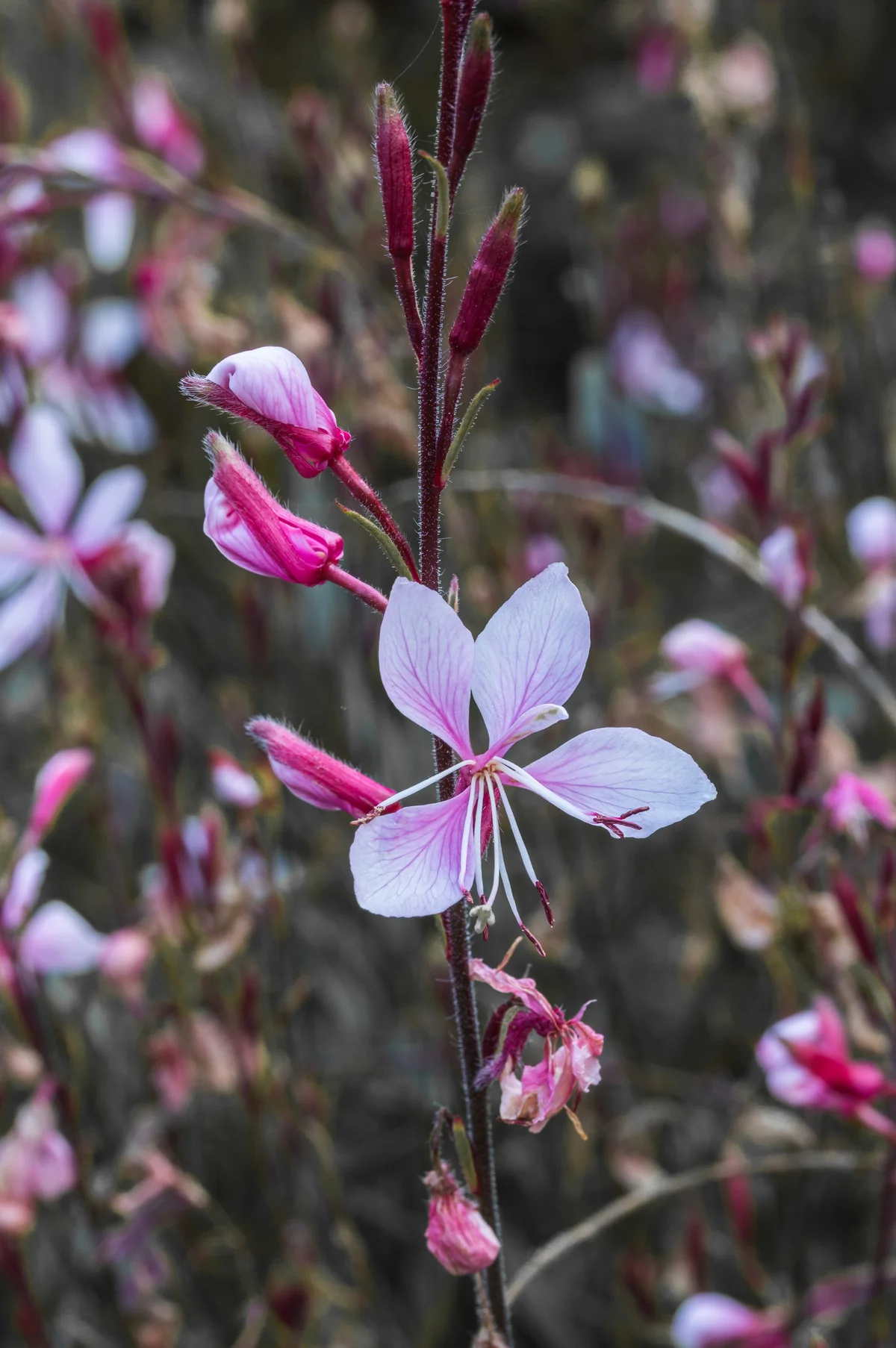 gaura thumbnail 2