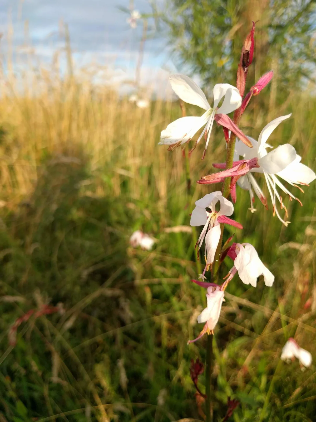 gaura thumbnail 3