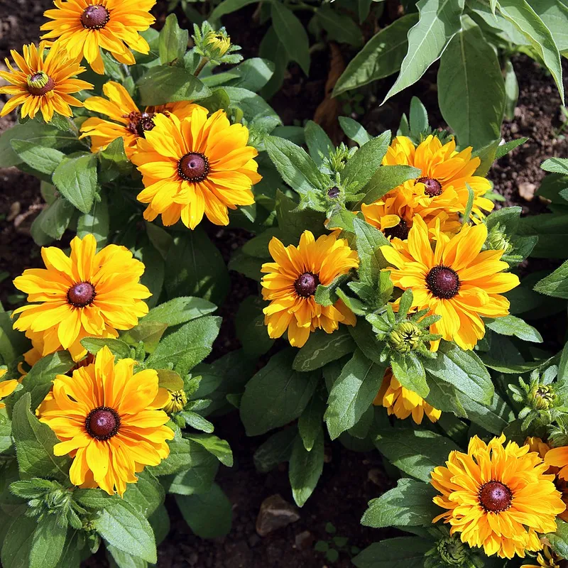 Gloriosa Daisy (Rudbeckia hirta) in Middle Tennessee