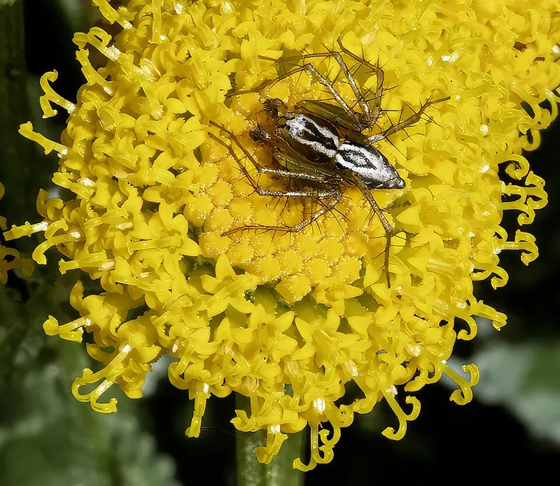 Gray Santolina (Santolina chamaecyparissus) in Middle Tennessee