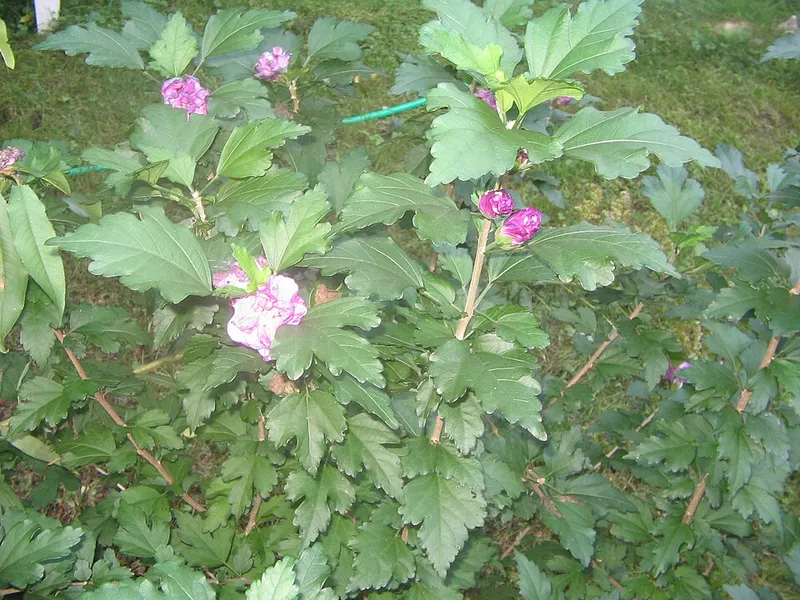 Hardy Hibiscus (Hibiscus moscheutos) in Middle Tennessee