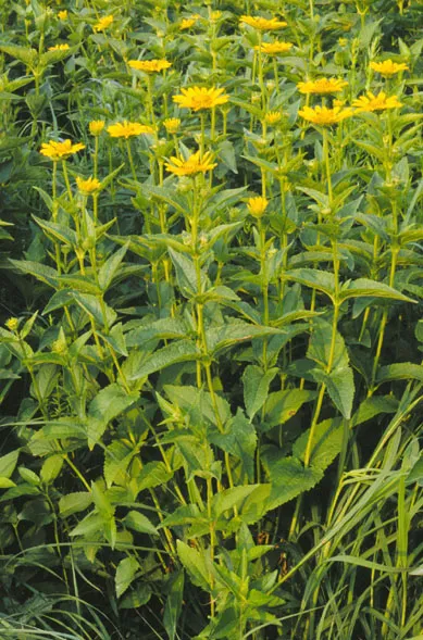 heliopsis (Heliopsis helianthoides) in Middle Tennessee
