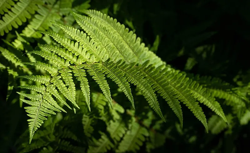 Lady Fern (Athyrium filix-femina) in Middle Tennessee