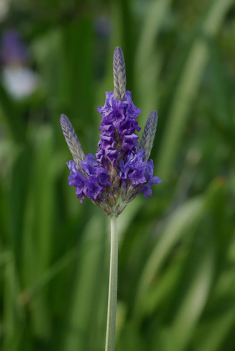 lavender (Lavandula angustifolia) in Middle Tennessee