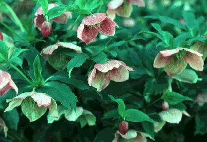 Lenten Rose (Helleborus orientalis) in Middle Tennessee