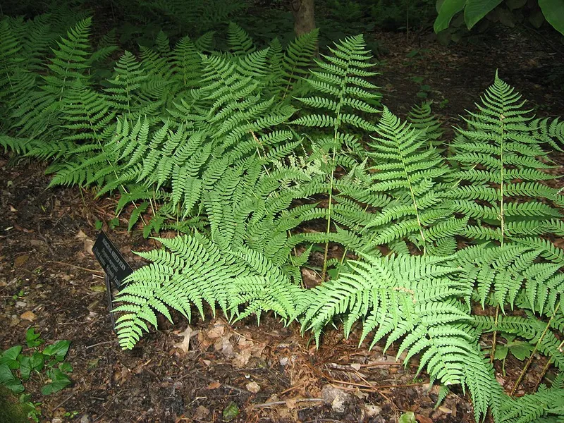 Marginal Woodfern (Dryopteris marginalis) in Middle Tennessee