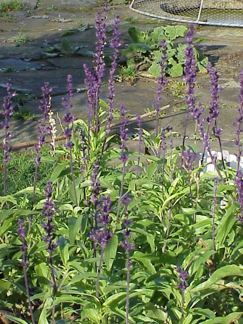Mealycup Sage (Salvia farinacea) in Middle Tennessee