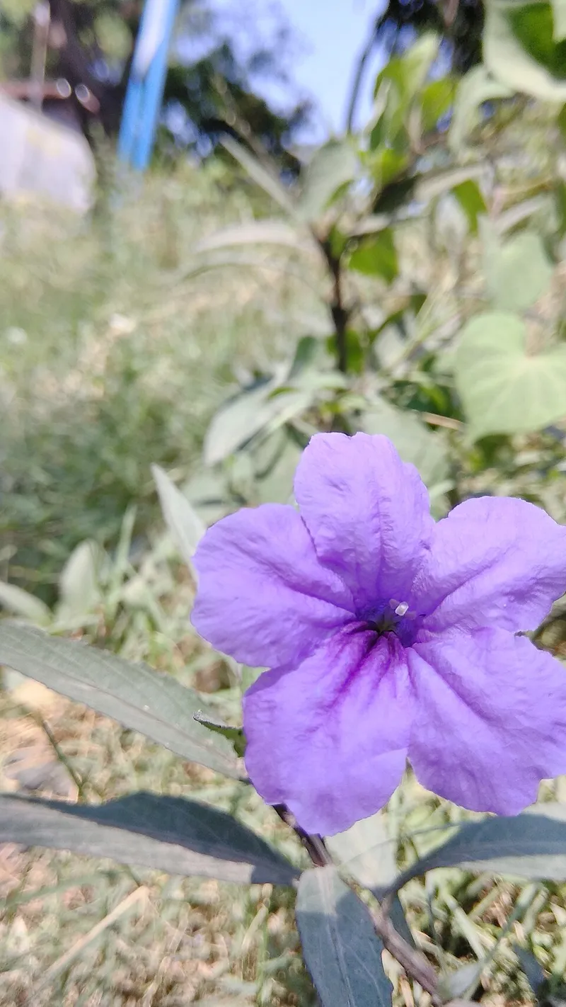 Mexican Petunia (Ruellia simplex) in Middle Tennessee