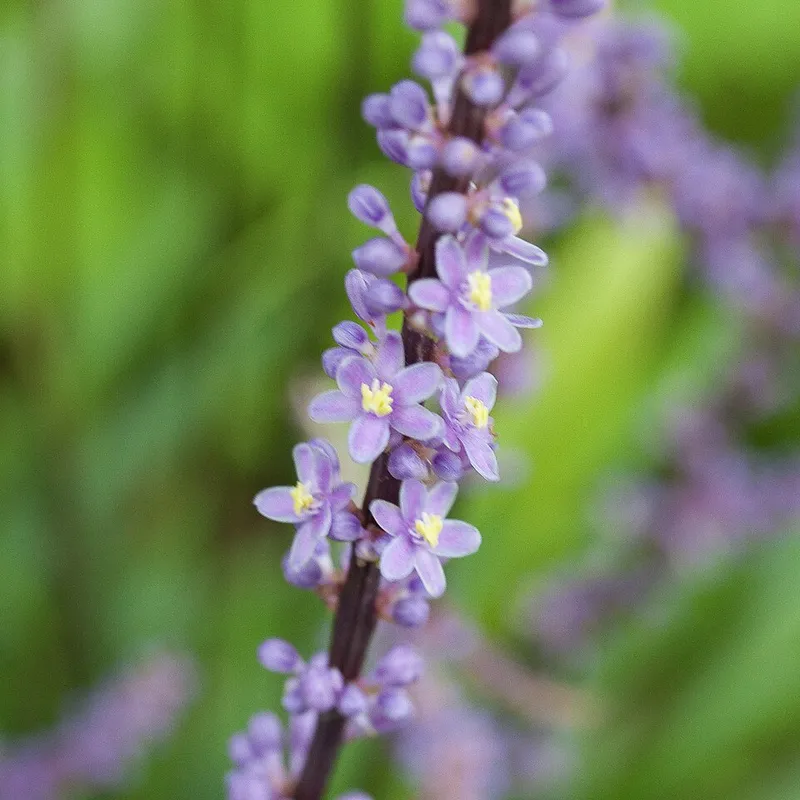 Monkey Grass (Liriope muscari) in Middle Tennessee