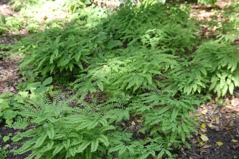 Northern Maidenhair (Adiantum pedatum) in Middle Tennessee