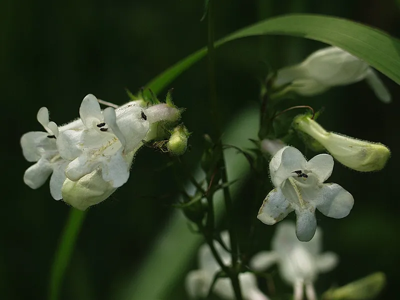 penstemon (Penstemon digitalis) in Middle Tennessee