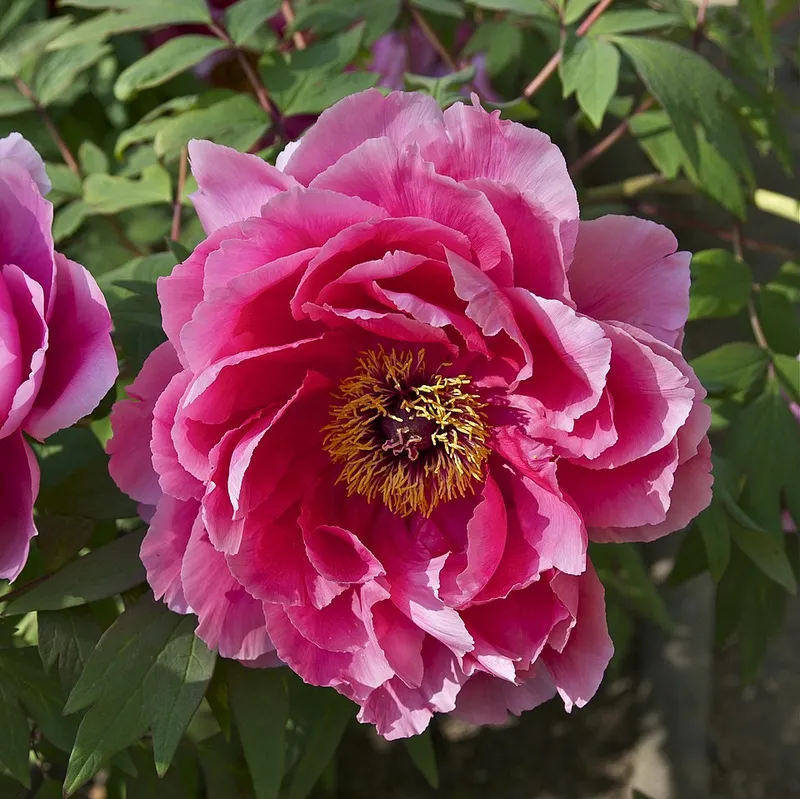 peony (Paeonia lactiflora) in Middle Tennessee