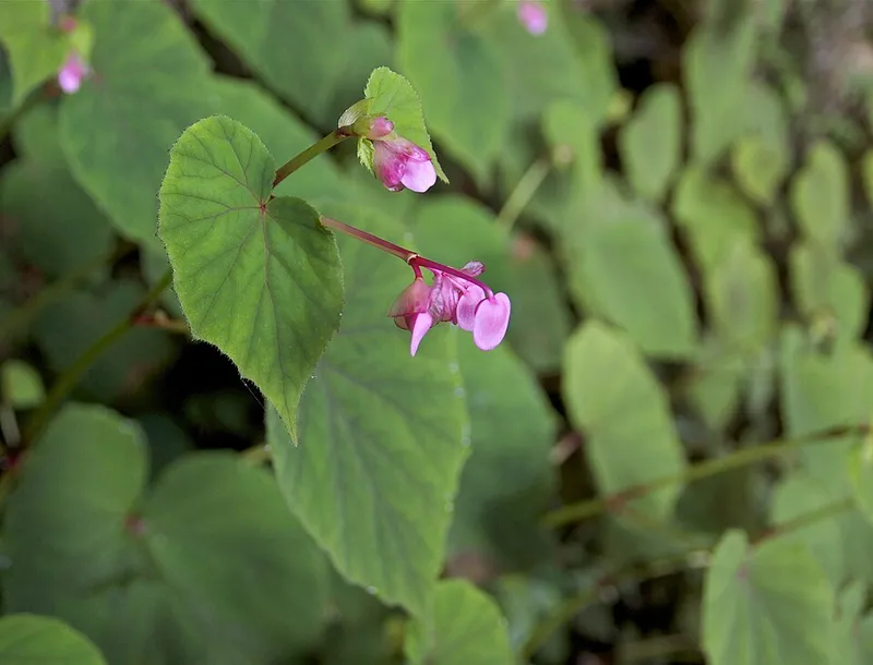 Perennial Begonia (Begonia grandis) in Middle Tennessee